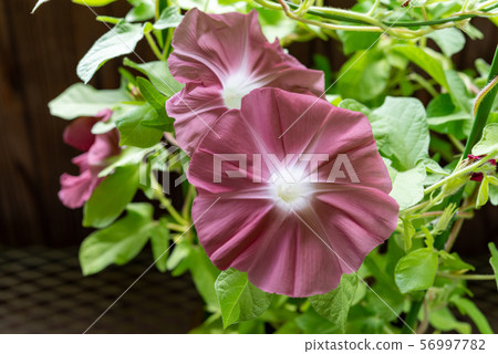 Change Morning Glory 41 56997782