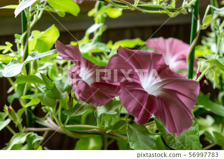 改變牽牛花42 56997783