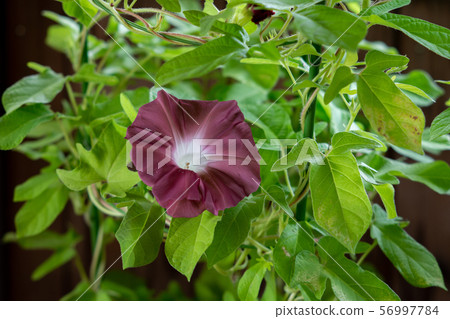 Change Morning Glory 43 Change Morning Glory 43 56997784