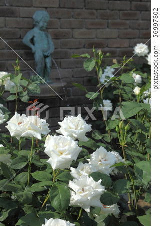 Aramaki rose park Aramaki rose park 56997802