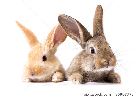 two fluffy bunnies look at the signboard. . 56998373