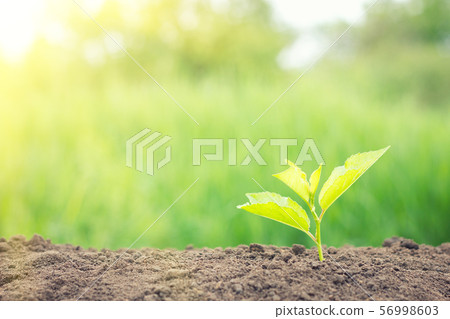 young sprout of a tree young sprout of a tree 56998603