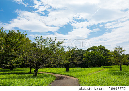 (埼玉景觀)藍天下的自然公園風景1 (埼玉景觀)藍天下的自然公園風景1 56998752