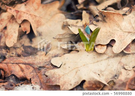 blue flower is the snowdrop.The 56998880