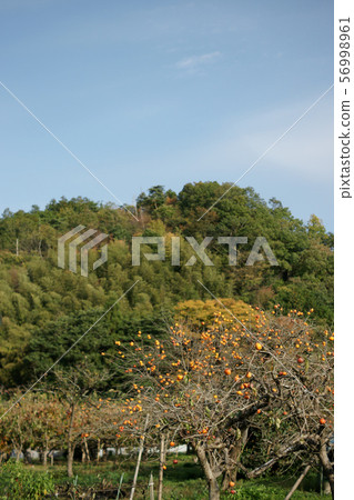 Tottori Four seasons walk Autumn Kuniei Tottori Four seasons walk Autumn Kuniei 56998961