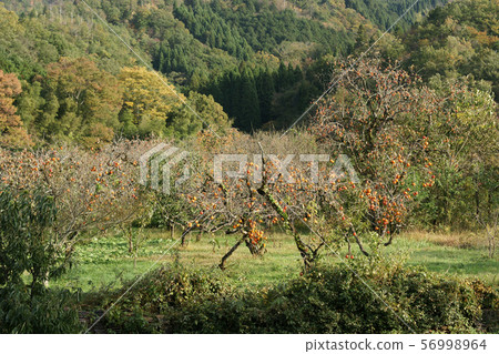 Tottori Four seasons walk Autumn Kuniei Tottori Four seasons walk Autumn Kuniei 56998964