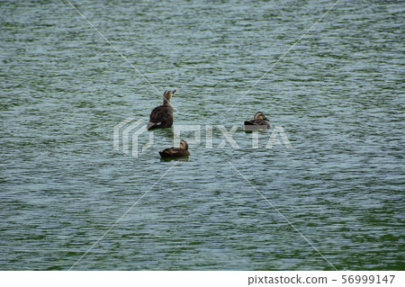 Yamadaike Park Yamadaike Park 56999147