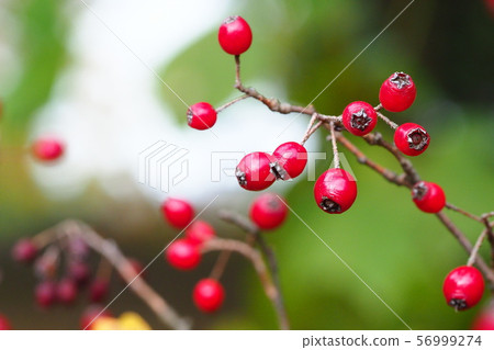 Kamatsuka麵條 56999274