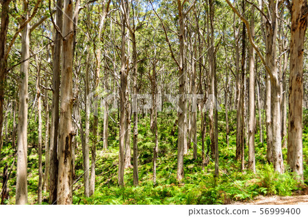 Boranup Karri Forest - Margaret River Region 56999400