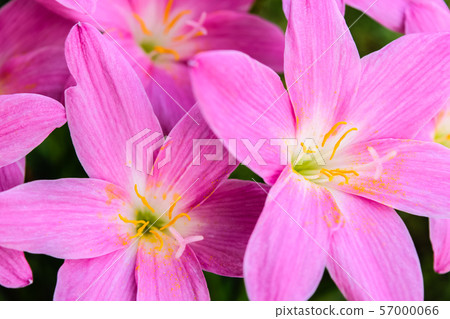 purple rain lily flower purple rain lily flower 57000066
