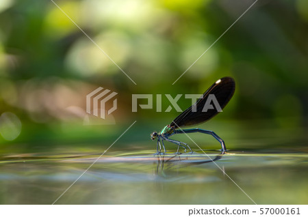 Aohada Dragonfly spawning 57000161