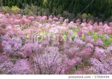 Cherry blossoms in Sakurasu Park (Fukushima Prefecture, back side) 57000494