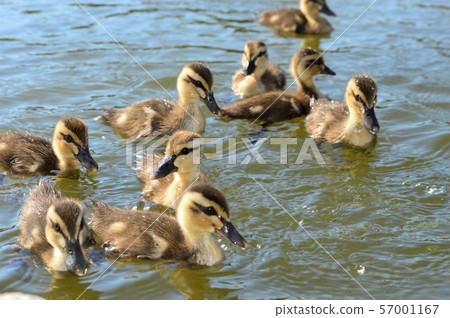Carugamo chicks Carugamo chicks 57001167