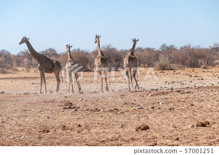 A group of Giraffes gathering near a waterhole in Etosha National Park. 57001251