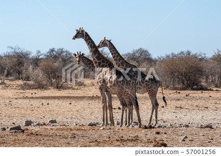 A group of Giraffes gathering near a waterhole in Etosha National Park. 57001256