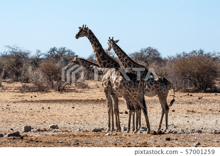 A group of Giraffes gathering near a waterhole in Etosha National Park. 57001259