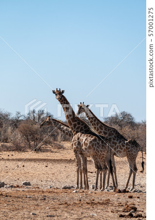A group of Giraffes gathering near a waterhole in Etosha National Park. A group of Giraffes gathering near a waterhole in Etosha National Park. 57001275