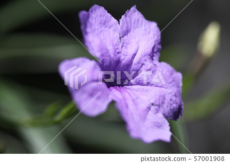 Willow Bar Irasou 57001908