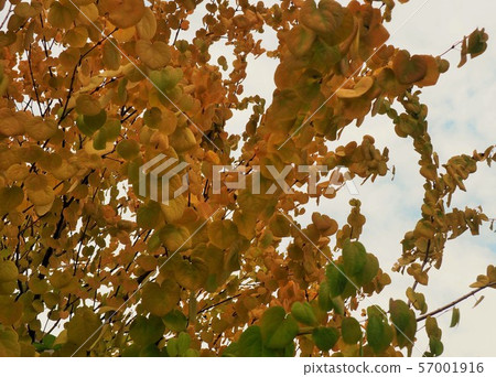 Yellow leaves 57001916