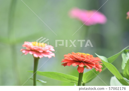 Multicolored weeds of color Multicolored weeds of color 57002176