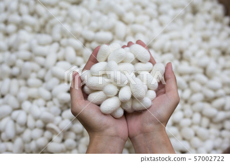 woman hand holding white silk cocoon 57002722