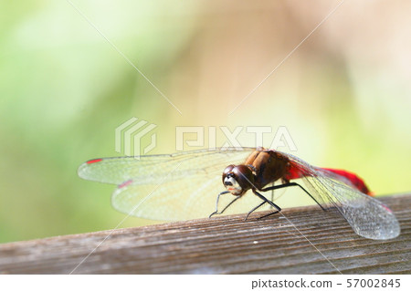 Mayutateakane（男） 57002845