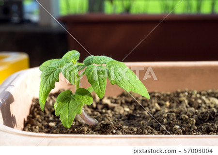 播種機種植番茄幼苗 57003004