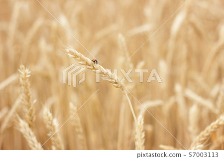 wheat field close-up, farmer concept, wheat field close-up, farmer concept, 57003113