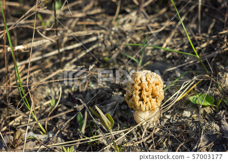 Morel mushroom, autumn harvest, wildlife 57003177