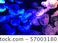 jellyfish 57003180