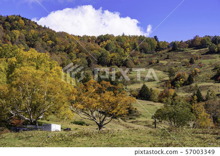 (Nagano) Autumn leaves around Yamada Farm 57003349