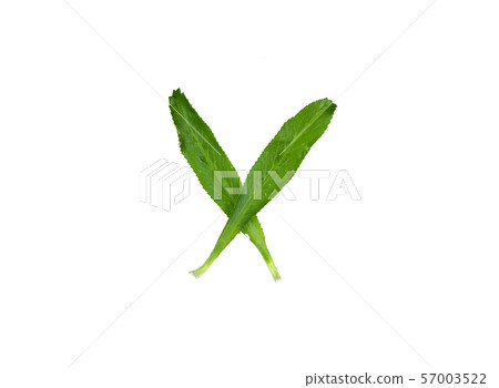 The roots and leaves of culantro. The roots and leaves of culantro. 57003522