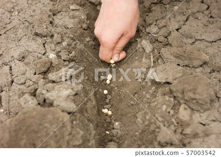 hand planting pea seeds, spring 57003542