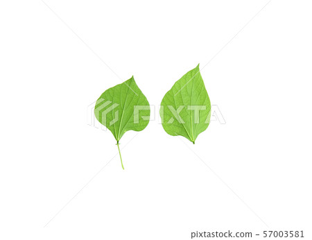 The leaves of Hyacinth Bean green The leaves of Hyacinth Bean green 57003581