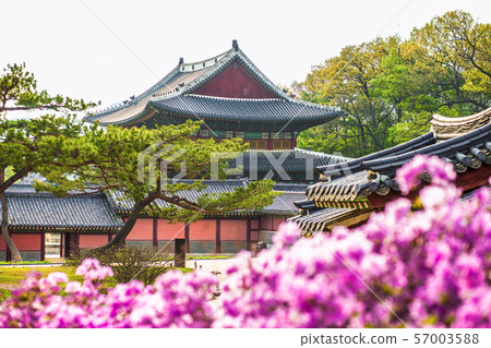 Rhododendron blooming in Changdeokgung Palace in Rhododendron blooming in Changdeokgung Palace in 57003588