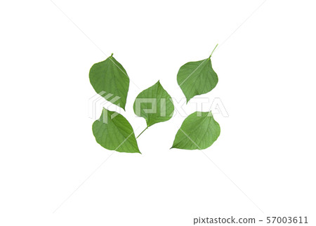 The leaves of Hyacinth Bean green 57003611