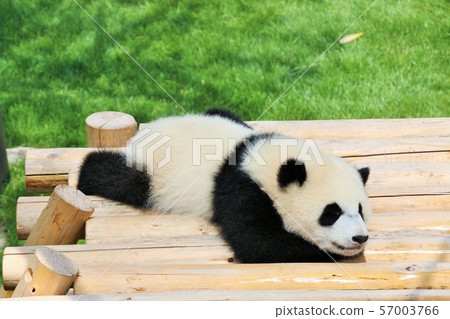 Wakayama Prefecture baby panda 57003766