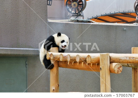 Wakayama Prefecture baby panda 57003767