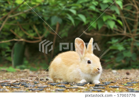 Rabbit on Okunoshima, Hiroshima - Stock Photo [57003776] - PIXTA