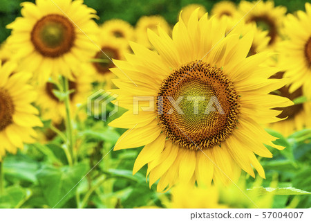 Sunflowers On The Sannokura Plateau Kitakata Stock Photo 57004007 Pixta