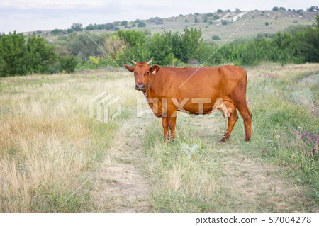 red cow in the meadow, 57004278