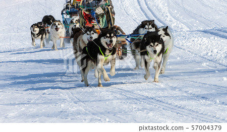 The dog sled running on a winter snow 57004379