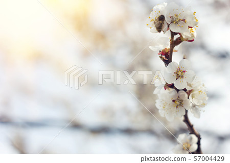 blooming sprigs of cherry in blooming sprigs of cherry in 57004429
