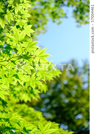 藍楓 藍楓 57004461