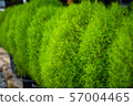 KOKIA 57004465