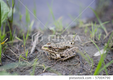 frog close-up on the river frog close-up on the river 57004790