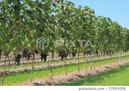 Wine vineyard young Merlot, planted for 2 years 57005056