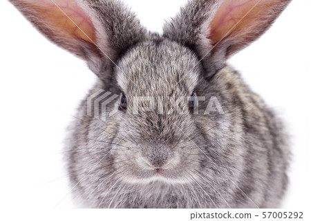 closeup head, gray fluffy rabbit, closeup head, gray fluffy rabbit, 57005292