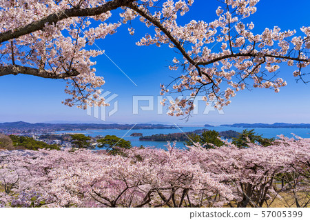Miyagi Matsushima Scenery from Matsu Park Miyagi Matsushima Scenery from Matsu Park 57005399
