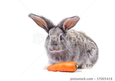 grey rabbit isolate with carrots, 57005419